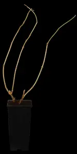 Sambucus nigra - 150-175 CM C10 - image 5
