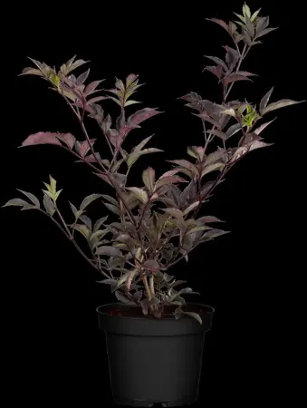 Sambucus nigra 'Black Beauty' - 200-250 CM RB - image 2