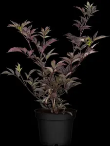 Sambucus nigra 'Black Beauty' - 200-250 CM RB - image 2