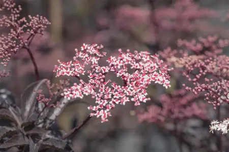 Sambucus nigra 'Black Beauty' - 40-50 CM C7.5 - image 3