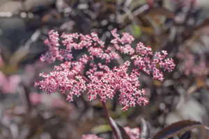 Sambucus nigra 'Black Beauty' - 50-60 CM C10 - image 4
