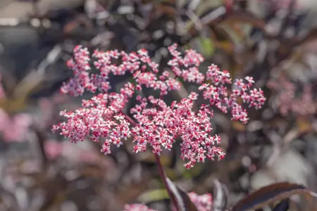 Sambucus nigra 'Black Beauty' - 10 Ltr pot - image 4