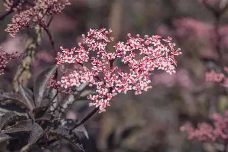 Sambucus nigra 'Black Beauty' - 40-50 CM C10 - image 4