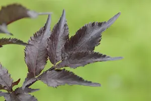 Sambucus nigra 'Black Beauty' - 40-60 CM C10 - image 1