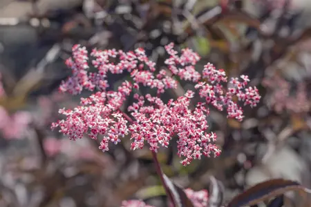 Sambucus nigra 'Black Beauty' - LINERS 18 CEL TRAY P9 SIZE - image 3