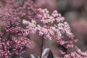 Sambucus nigra 'Black Beauty' - LINERS 18 CEL TRAY P9 SIZE - image 5