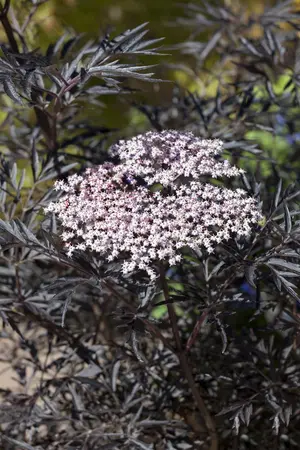 Sambucus nigra 'Black Lace' - 10 Ltr pot - image 4