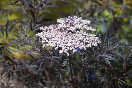 Sambucus nigra 'Black Lace' - 60-80 CM C6.5 - image 5