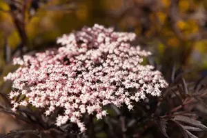 Sambucus nigra 'Black Lace' - 60-80 CM C15 - image 3