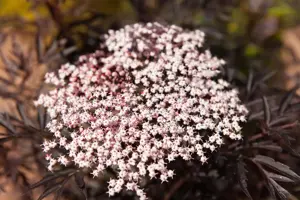 Sambucus nigra 'Black Lace' - 60-80 CM C20 - image 2