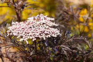 Sambucus nigra 'Black Lace' - 10 Ltr pot - image 1