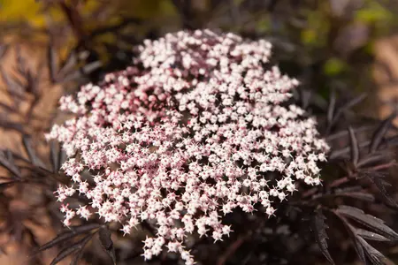 Sambucus nigra 'Black Lace' - 10 Ltr pot - image 2