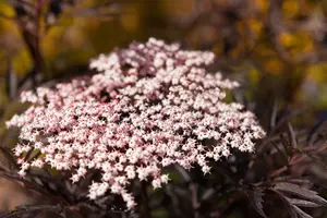Sambucus nigra 'Black Lace' - 10 Ltr pot - image 3