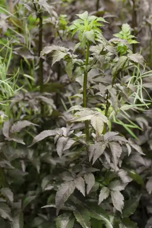 Sambucus nigra 'Black Tower' - 40-60 CM C3 - image 2