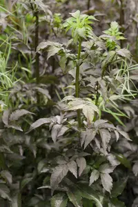Sambucus nigra 'Black Tower' - 80-100 CM C15 - image 1