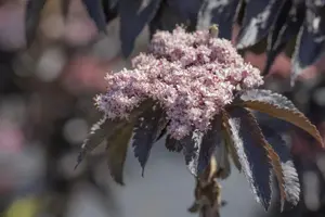 Sambucus nigra 'Black Tower' - 40-60 CM C3 - image 4