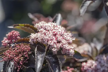Sambucus nigra 'Black Tower' - 40-60 CM C3 - image 5