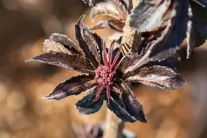 Sambucus nigra 'Black Tower' - 40-50 CM C7.5 - image 5