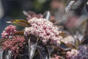 Sambucus nigra 'Black Tower' - 80-100 CM C15 - image 3