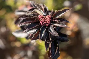 Sambucus nigra 'Black Tower' - 40-60 CM C7.5 - image 4