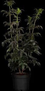 Sambucus nigra 'Black Tower' - 40-60 CM C3 - image 1
