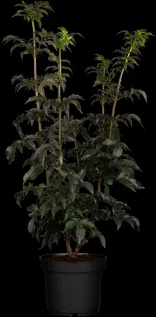 Sambucus nigra 'Black Tower' - SOLITAIR 250-300 CM RB - image 1