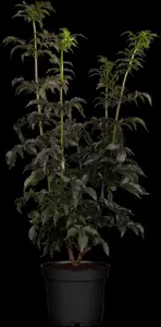 Sambucus nigra 'Black Tower' - SOLITAIR 200-250 CM C45 - image 5