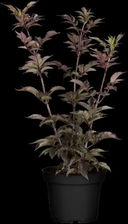 Sambucus nigra 'Black Tower' - 3 Ltr pot - image 3