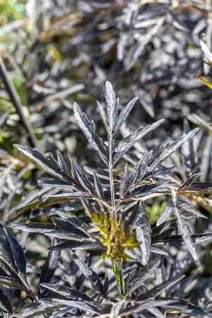 Sambucus nigra 'Cherry Lace' - 40-50 CM C5 - image 2