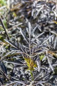 Sambucus nigra 'Cherry Lace' - 60-80 CM C10 - image 2