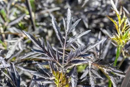 Sambucus nigra 'Cherry Lace' - 60-80 CM C20 - image 1