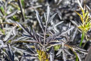 Sambucus nigra 'Cherry Lace'