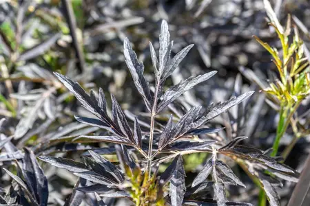 Sambucus nigra 'Cherry Lace' - 40-50 CM C5 - image 1