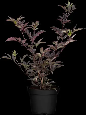 Sambucus nigra 'Gerda' - 150-175 CM FTH. WHIP C15 - image 2