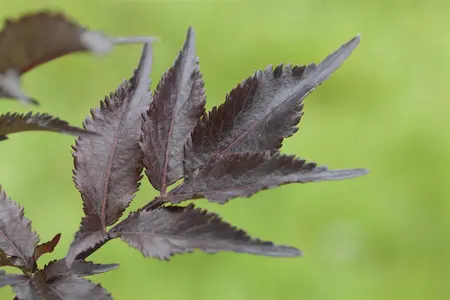 Sambucus nigra 'Gerda' - 150-175 CM FTH. WHIP C15 - image 1