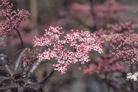 Sambucus nigra 'Gerda' - 150-175 CM FTH. WHIP C15 - image 3