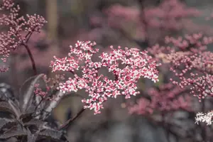 Sambucus nigra 'Gerda' - 150-175 CM FTH. WHIP C15 - image 3