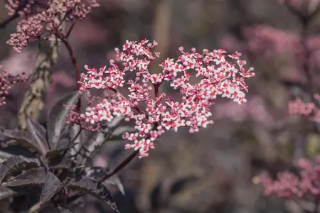Sambucus nigra 'Gerda' - 150-175 CM FTH. WHIP C15 - image 5