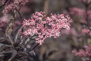 Sambucus nigra 'Gerda' - 150-175 CM FTH. WHIP C15 - image 5