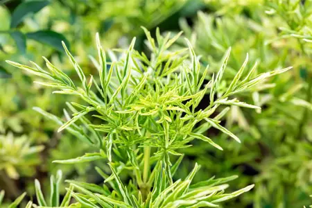 Sambucus nigra 'Golden Tower' - 2.5 Ltr pot - image 5