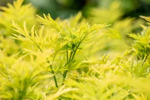 Sambucus nigra 'Golden Tower' - 150-175 CM RB - image 3
