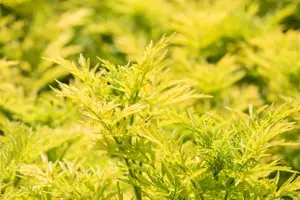 Sambucus nigra 'Golden Tower' - 150-175 CM RB - image 4