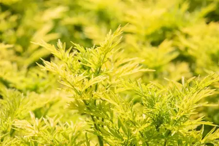 Sambucus nigra 'Golden Tower' - 175-200 CM RB - image 4