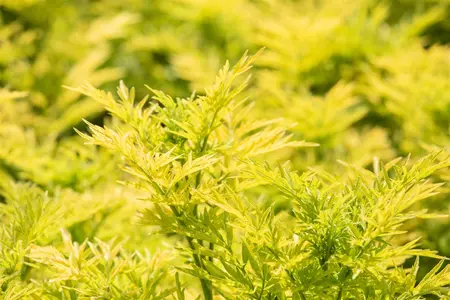 Sambucus nigra 'Golden Tower' - MULTISTEM 150-175 CM C35 - image 4