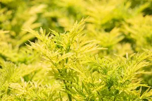 Sambucus nigra 'Golden Tower' - MULTISTEM 150-175 CM C35 - image 4