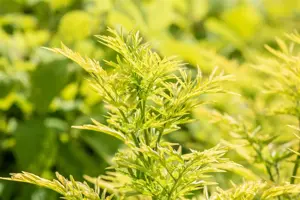 Sambucus nigra 'Golden Tower' - P10.5 - image 1