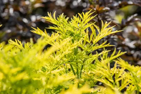 Sambucus nigra 'Golden Tower' - P10.5 - image 2
