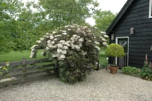Sambucus nigra 'Guincho Purple'