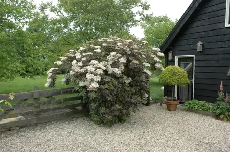Sambucus nigra 'Guincho Purple' - 3 Ltr pot - image 1