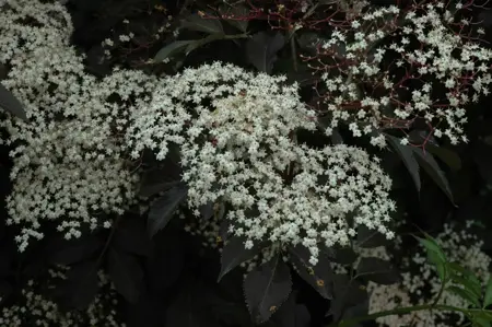 Sambucus nigra 'Guincho Purple' - 3 Ltr pot - image 2